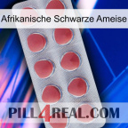 African Black Ant 18